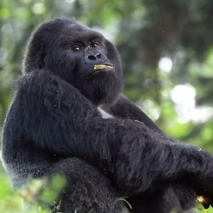 Chimpanzee Trekking